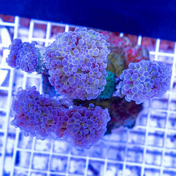 Hammer Coral Indonesia