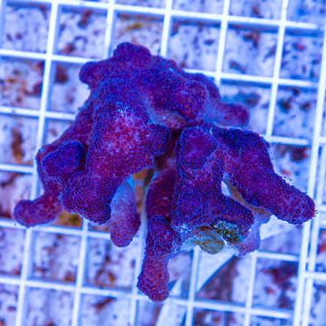 Stylophora Coral Indonesia