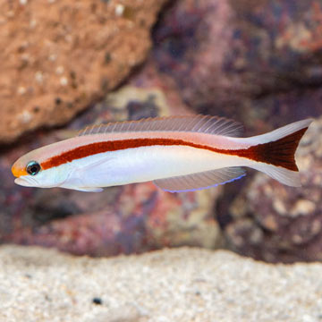 Red Stripe Tilefish