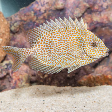 Gold Spotted Rabbitfish 