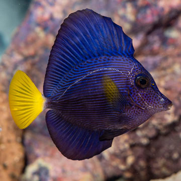 Purple Tang [Blemish]