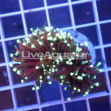 Green Tip Torch Coral Solomon