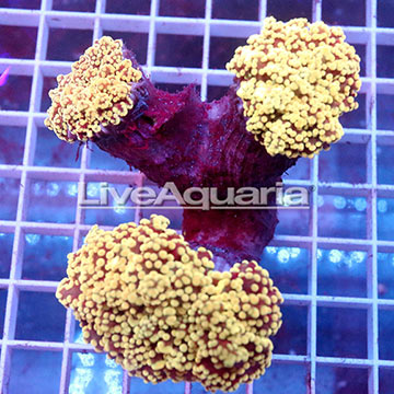 Branching Orange Frogspawn Coral Solomon