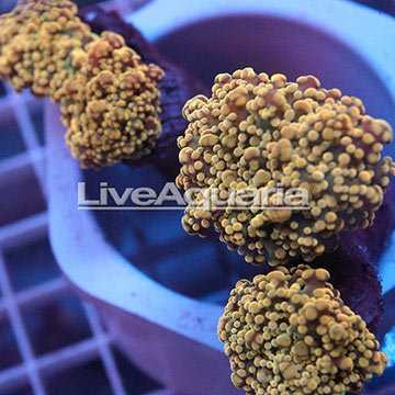 Branching Orange Frogspawn Coral Solomon