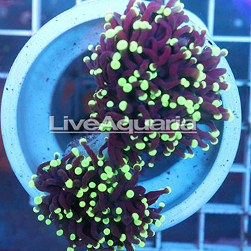 Green Tip Torch Coral Solomon