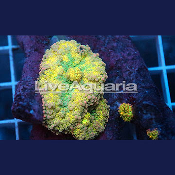 Rainbow Ricordea Mushroom Coral Solomon
