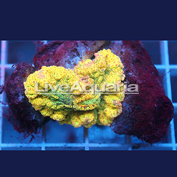 Rainbow Ricordea Mushroom Coral Solomon