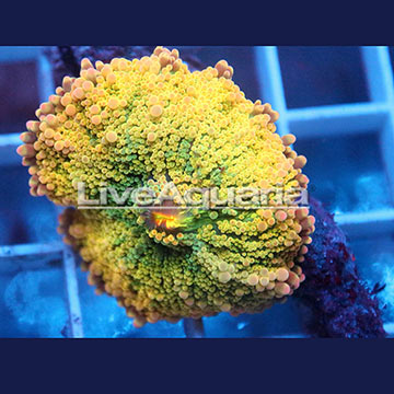 Rainbow Ricordea Mushroom Coral Solomon
