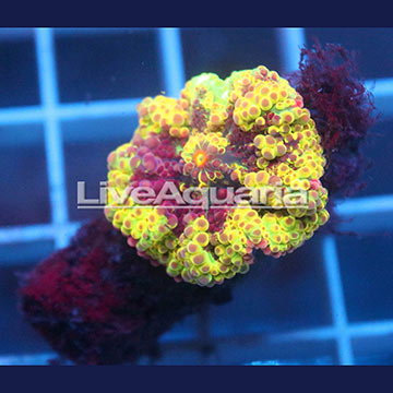 Rainbow Ricordea Mushroom Coral Solomon