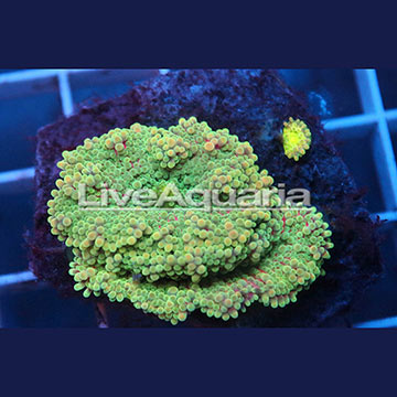 Rainbow Ricordea Mushroom Coral Solomon