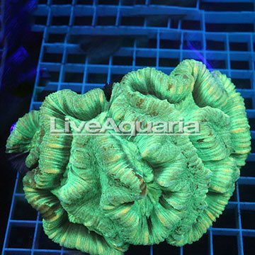 Open Brain Coral Solomon