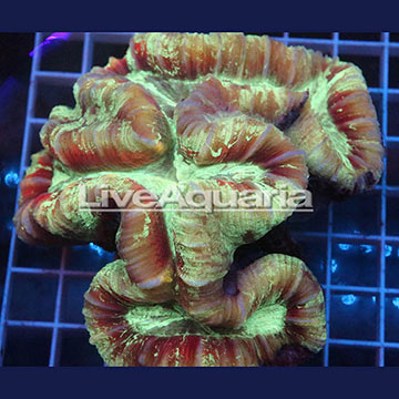 Open Brain Coral Solomon