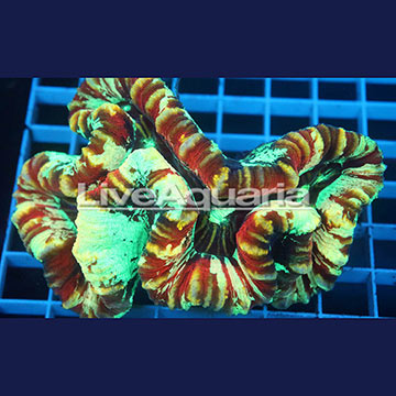 Open Brain Coral Solomon