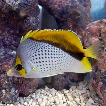 Declivis Butterflyfish