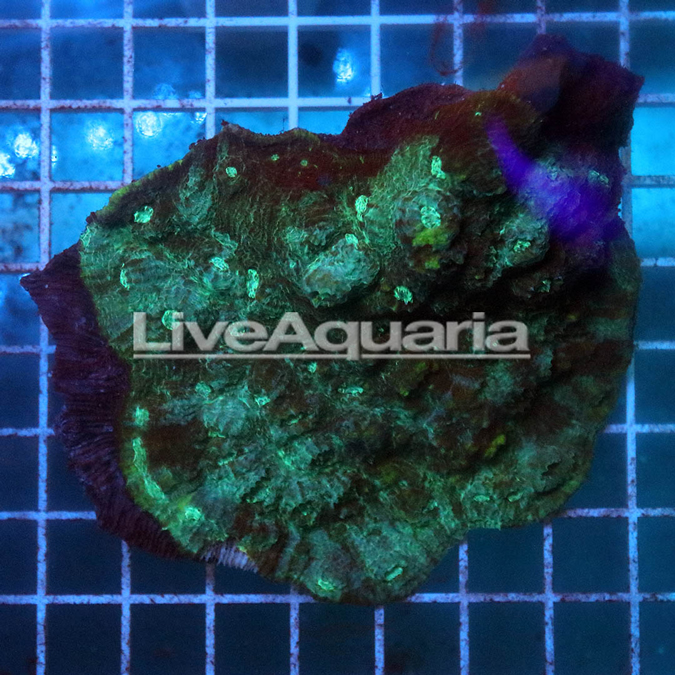 Chalice Coral Solomon