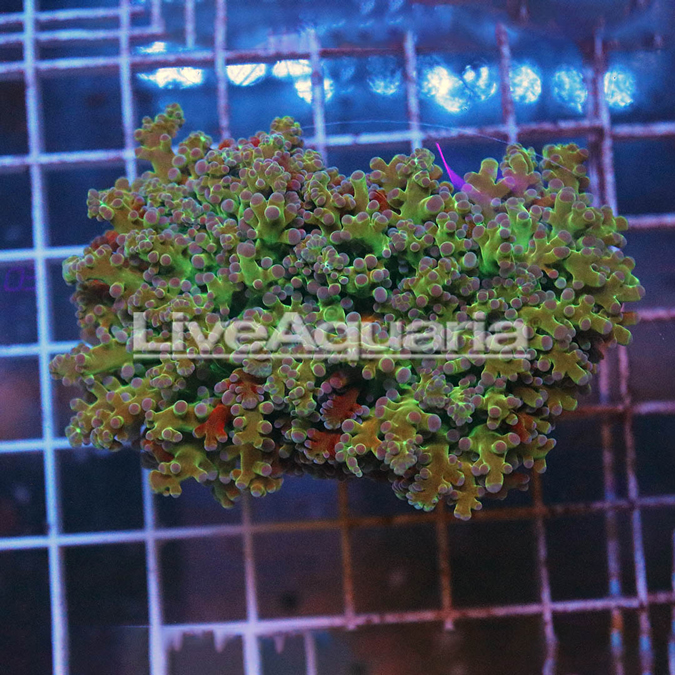 Green and Orange Frogspawn Coral Solomon