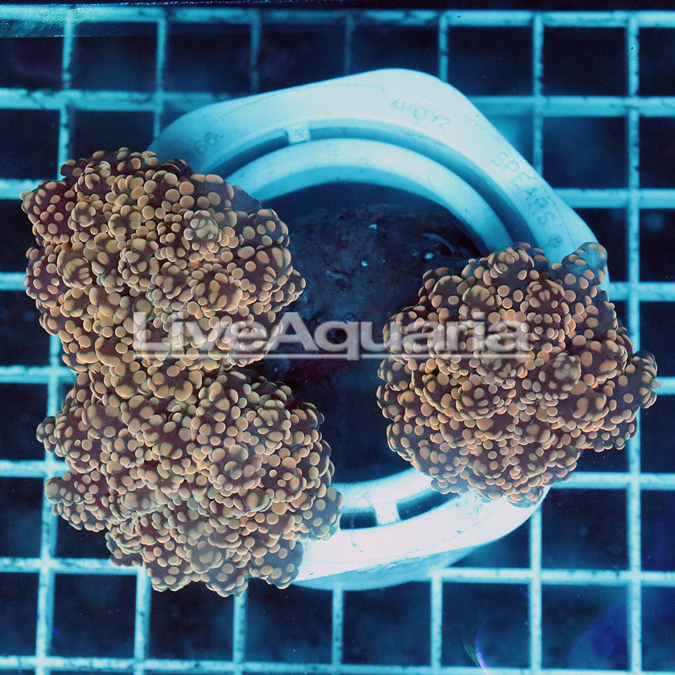 Orange Frogspawn Coral Solomon