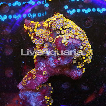 Zoanthus Coral Solomon