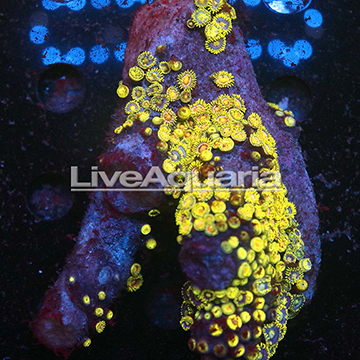 Zoanthus Coral Solomon