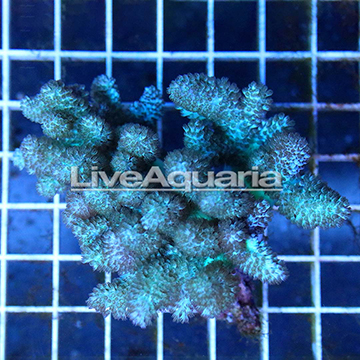 Pineapple Tree Coral Solomon