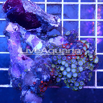 Zoanthus Coral Solomon