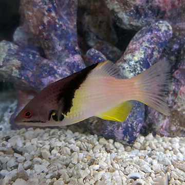 Coral Hogfish 