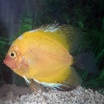 Gold Blue Hybrid Discus