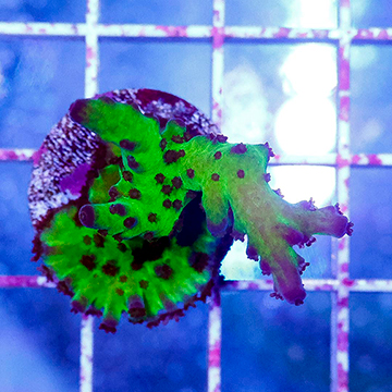 USA Cultured Ultra Acropora Coral