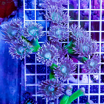 Duncan Coral Australia 