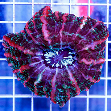 Ultra Cynarina Button Coral