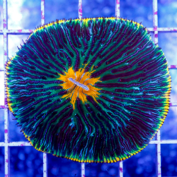 Short Tentacle Plate Coral