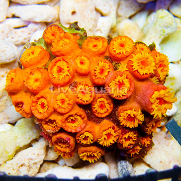 Aussie Tube Coral Orange