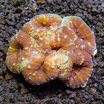 Aussie Lobed Brain Coral