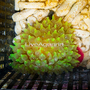 Bubble Tip Anemone Green with Colored Tips
