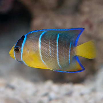 Queen Angelfish, Juvenile