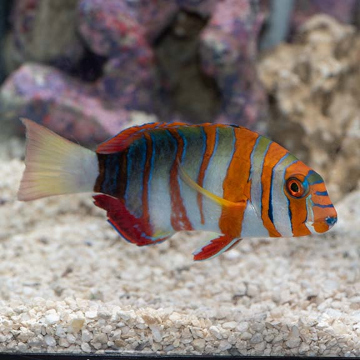 Harlequin Tusk 