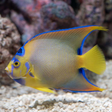 Queen Angelfish