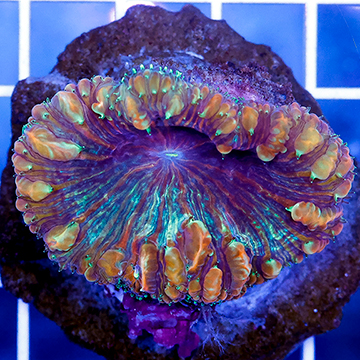 Blastomussa Coral Indonesia