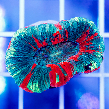 Open Brain Coral Indonesia