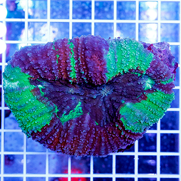 Lobed Brain Coral