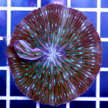 Short Tentacle Plate Coral