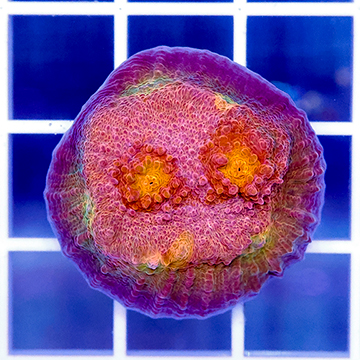 USA Cultured Chalice Coral