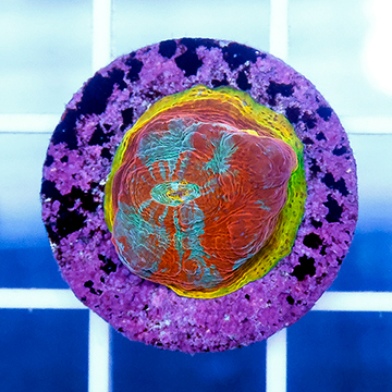 USA Cultured Chalice Coral