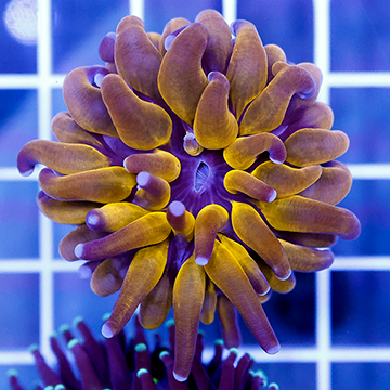 Long Tentacle Plate Coral
