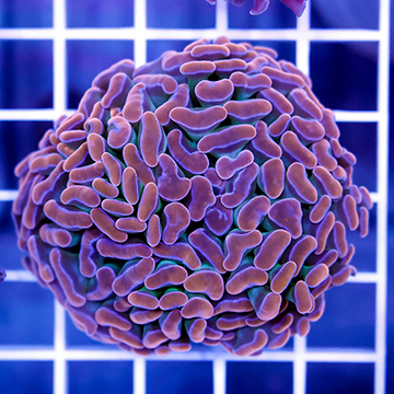 USA Cultured Branching Hammer Coral