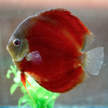 Red Discus