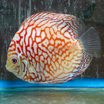 Red Spotted Discus 