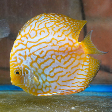 Yellow Spotted Discus