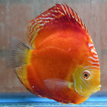 Red Panda Pigeon Discus
