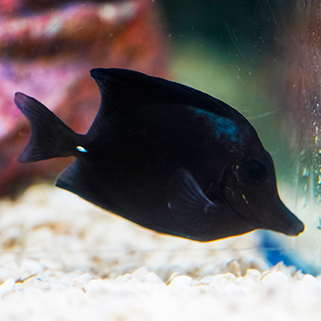Black Longnose Tang 